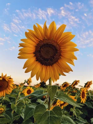 Cách Làm Bó Hoa Hướng Dương Kẽm Nhung Rực Rỡ Tặng Thầy Cô & Tốt Nghiệp